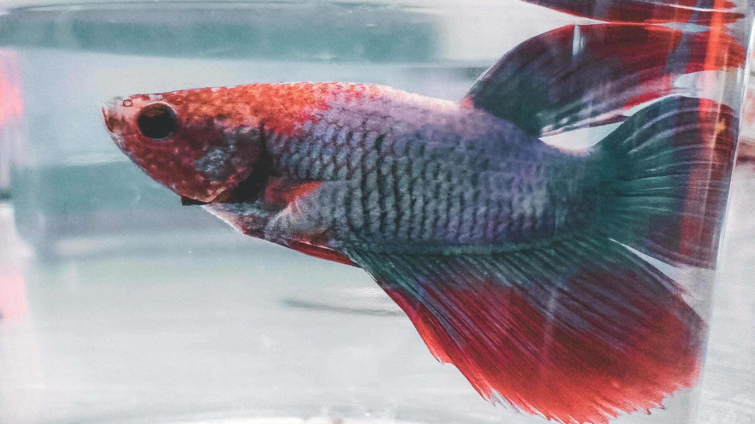 18+ Bloated Stomach Betta Fish